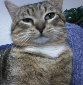 Crlos the Cat Carlos was adopted very quickly. He was a total "lap cat". He was very affectionate.