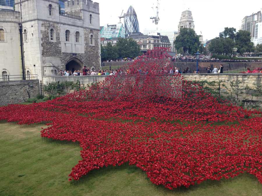 These red poppies at the Tower of London represent all of the English citizens whose lives were lost during World War I. 