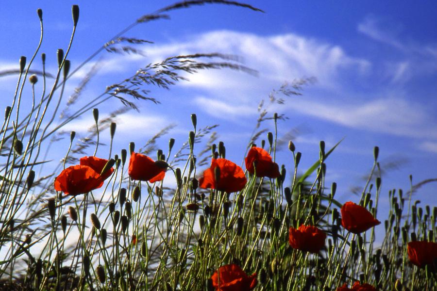 In Flanders Fields