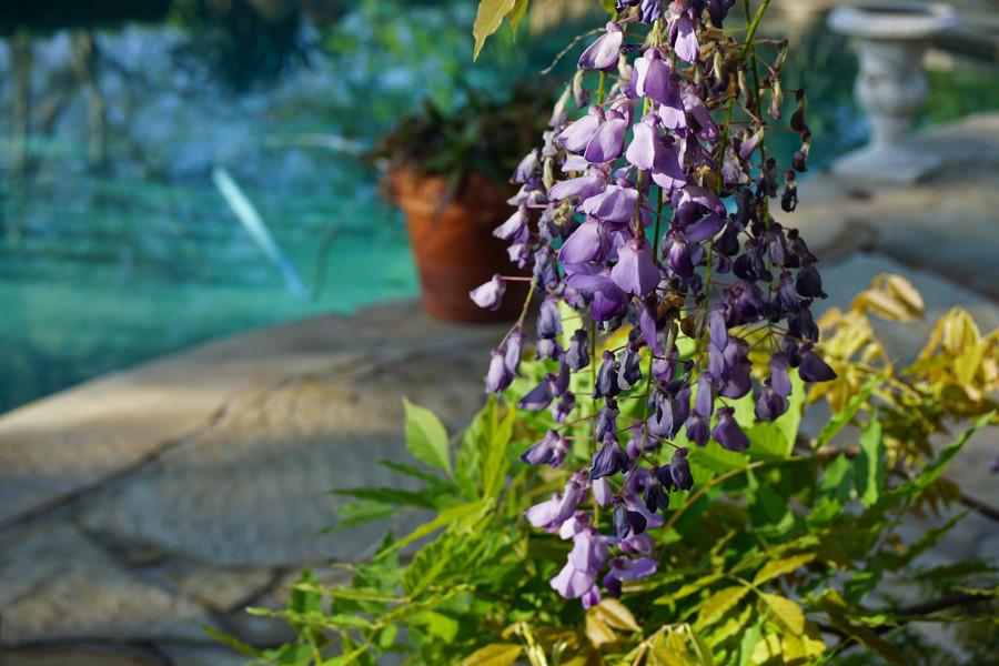 Fun Fact: this plant takes seven years to bloom  