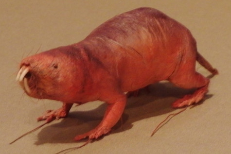 Naked_mole_rat-National_Museum_of_Nature_and_Sciencenew!!!!!!!!
