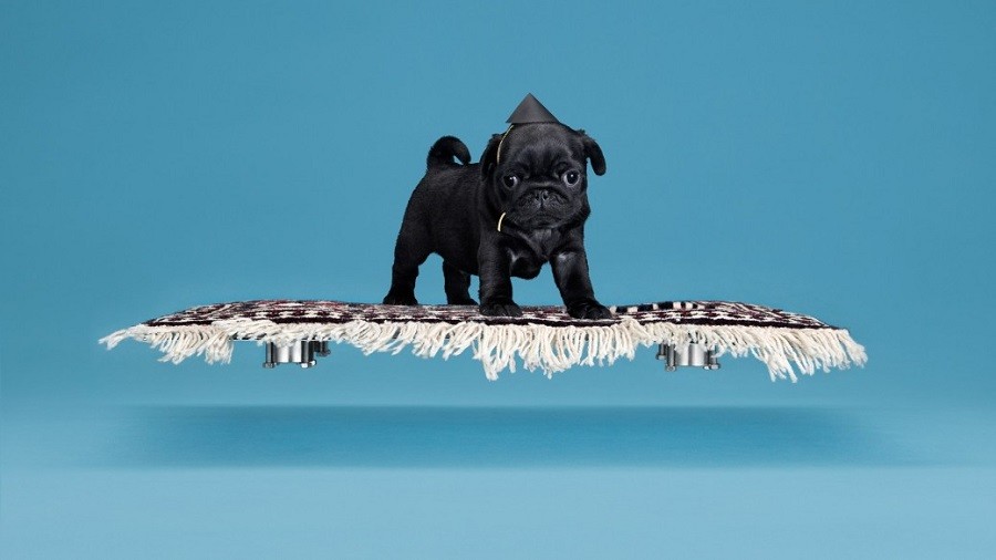 A pug on a rug possibly on drugs.