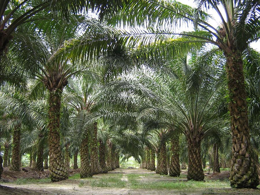 Palm Tree Plantation