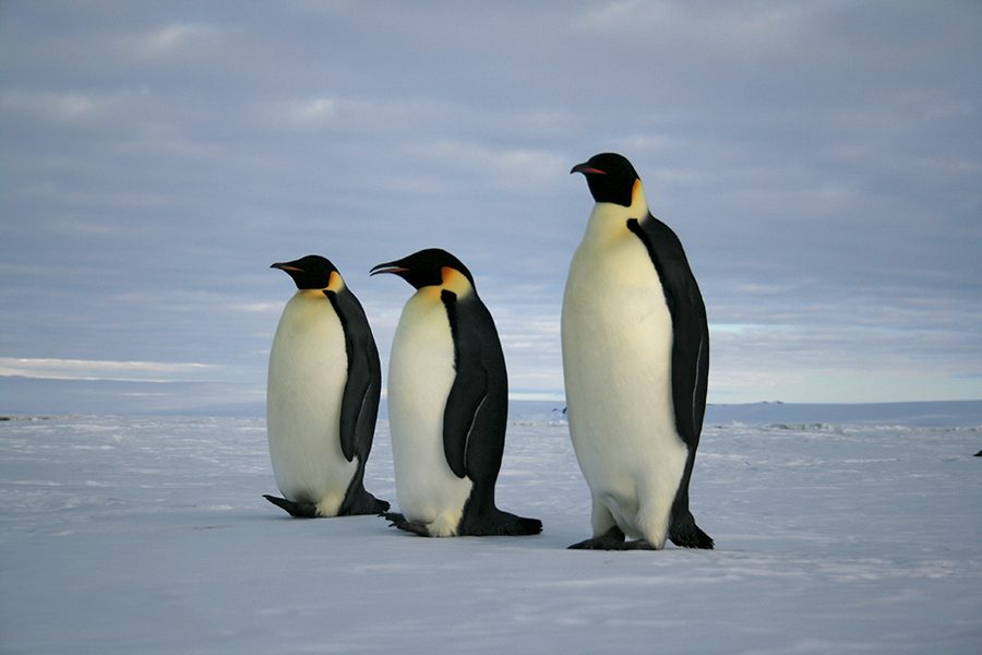 Three penguins walking along the ice.