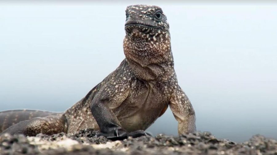The+hearts+of+viewers+were+captured+by+the+thrilling+story+of+this+marine+iguanas+first+moments+on+Earth.
