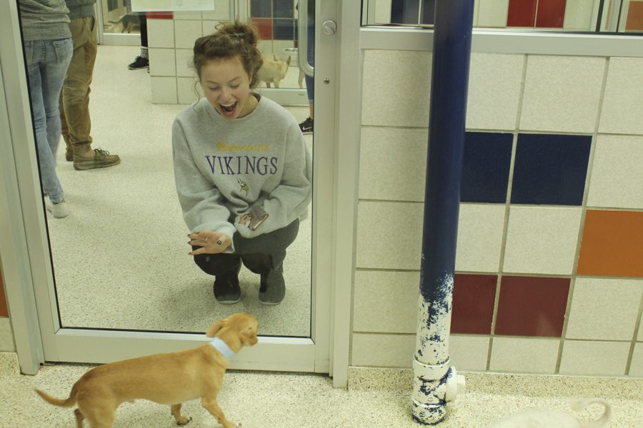 Student trying to gain the attention of the puppy.