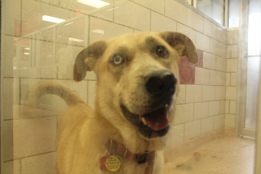 Houston Humane Society; Adoption Center