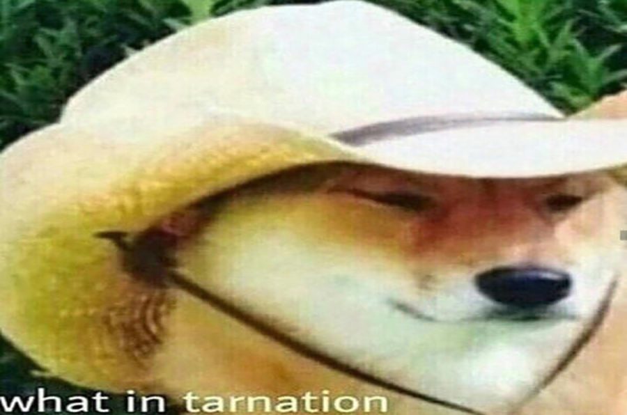 Original "What in tarnation" meme