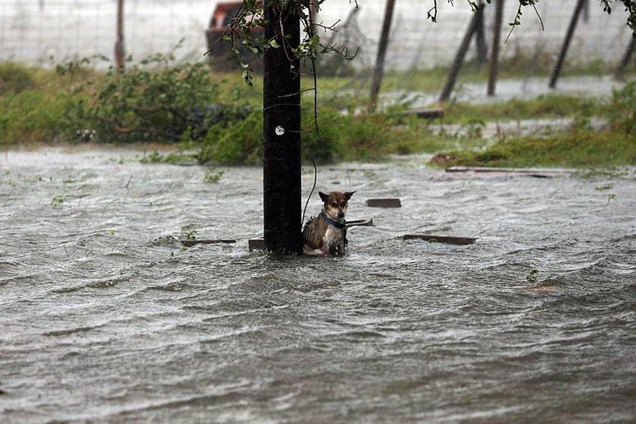 http://www.wideopenpets.com/photos-abandoned-dogs-hurricane-harvey-breaking-worlds-heart/