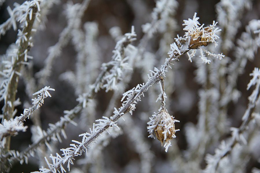 https://cdn.pixabay.com/photo/2017/01/02/11/07/frost-1946502_960_720.jpg