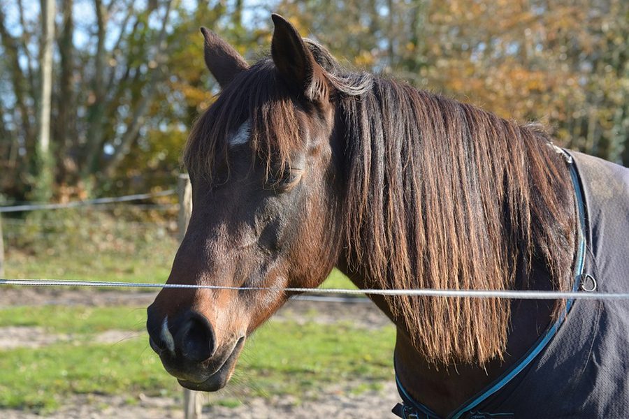 Horse shot in Liberty county.