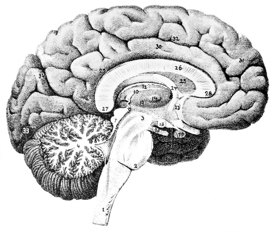 The+brain+is+the+most+complex+organ+in+the+human+body%2C+and+many+things+can+cause+injuries.+