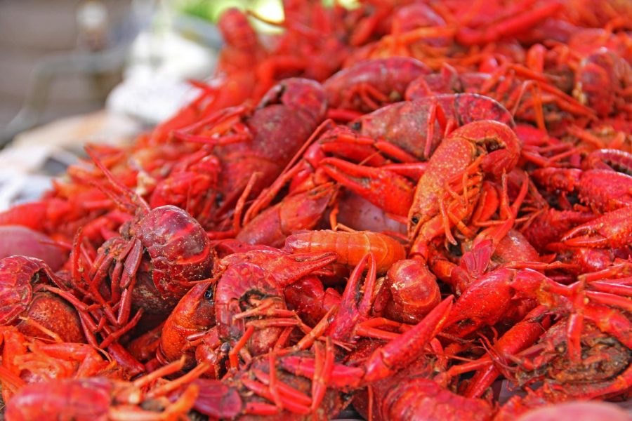 All You Can Eat Crawfish Boil (21+)