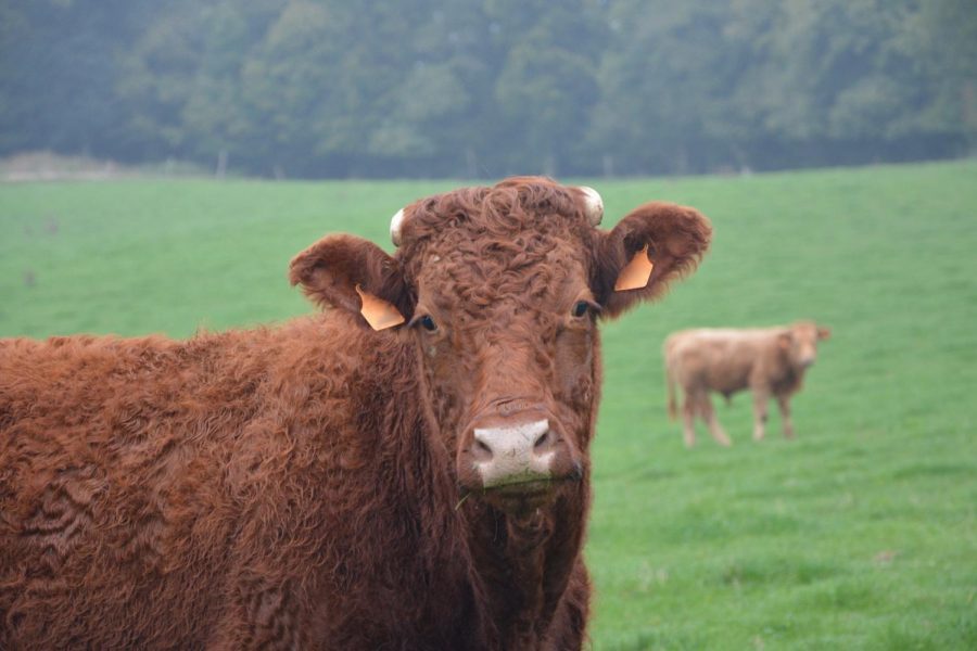 Heifer grazing in the fields.