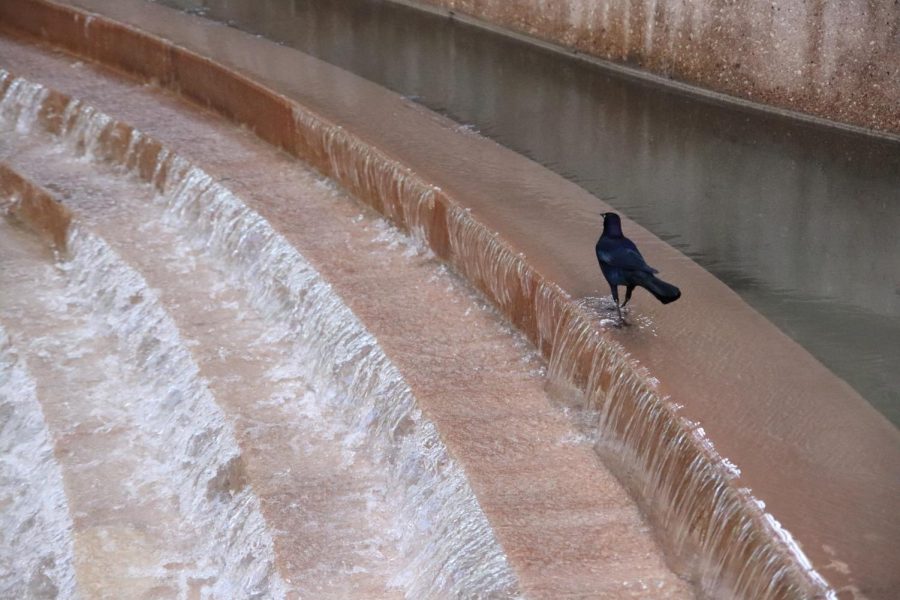 Bird coming for a drink from a small waterfall