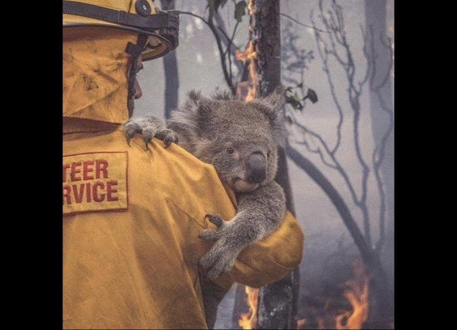 Horrific Wildfires take over Australia