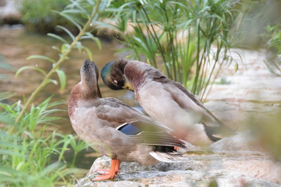 At TAJE Anthony and I saw a couple ducks sitting by the water.