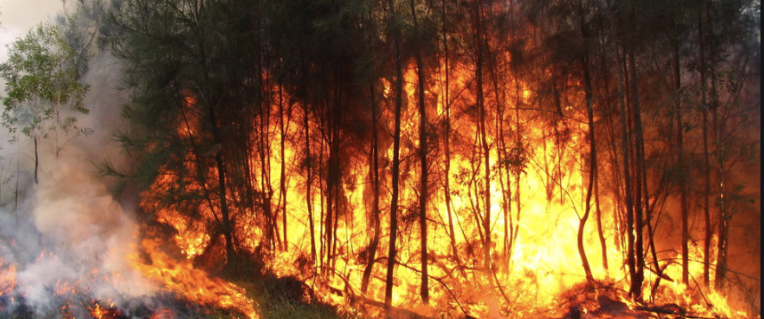 Australian citizens cant do anything but watch the flames swallow their homes.