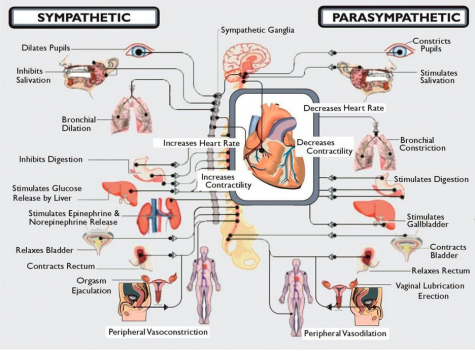 Parts of the Autonomic Nervous System that can cause problems for people with Dysautonomia