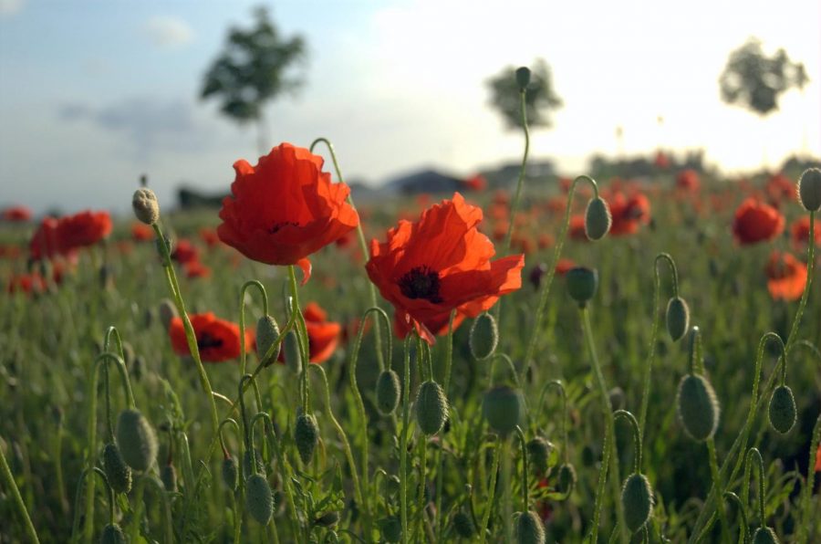 The Poppies wave to help us remember the sacrifice of so many.