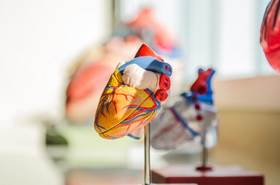 A model of a human heart