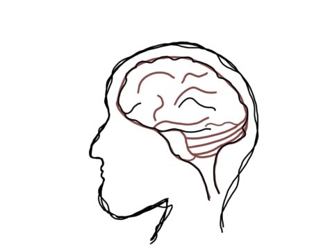 There are three main portions of the brain which are the cerebrum, cerebellum, and brainstem.