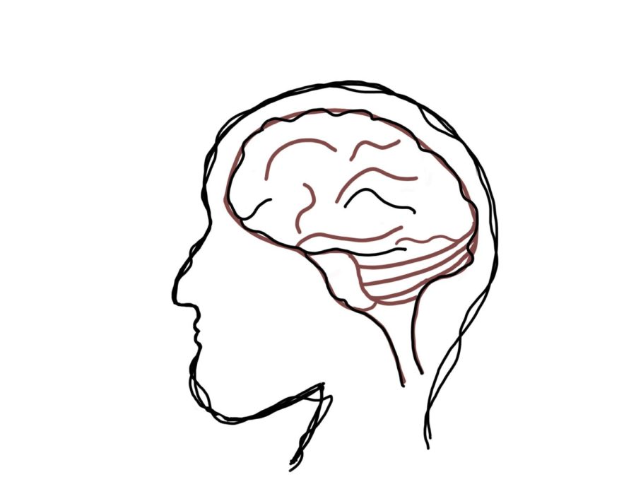 There are three main portions of the brain which are the cerebrum, cerebellum, and brainstem.