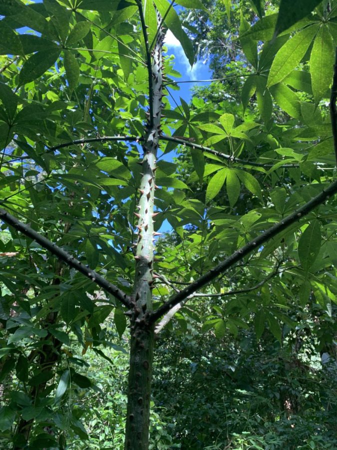 This silk floss tree in El Yunque is known for the spikes on its trunk.