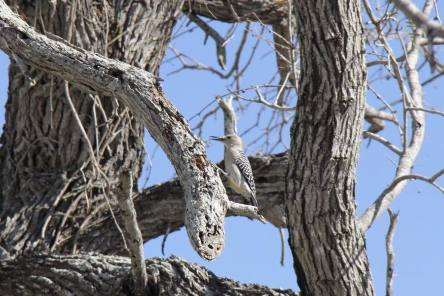 A Golden-Fronted Woodpecker perched on a tree branch.